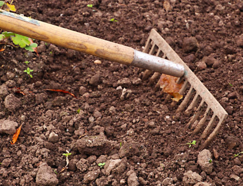 Breaking Ground in the Backyard